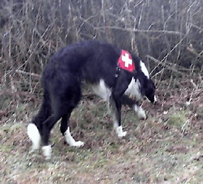 du ranch de michka - recherche humanitaire