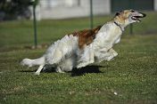 du ranch de michka - Le barzoi, un cadeau divin !!!