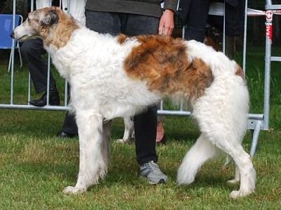 du ranch de michka - Exposition Nationale d'élevage Barzoi 2010