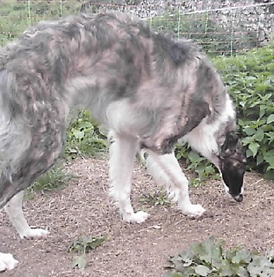 du ranch de michka - Un chien fabuleux !