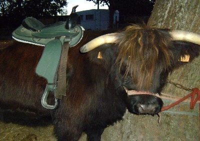 du ranch de michka - en cours de débourrage ...