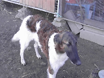 du ranch de michka - mise à jour des photos des chiots dispos